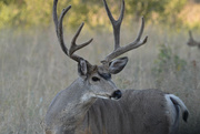 19th Aug 2022 - Mule Deer Buck