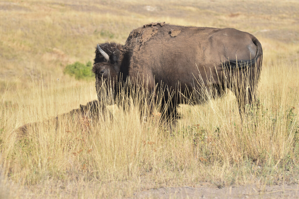 Mama Bison And Her Baby by bjywamer