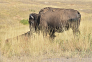 19th Aug 2022 - Mama Bison And Her Baby
