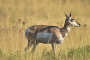 20th Aug 2022 - Antelope On The Bison Range