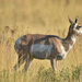 Antelope On The Bison Range