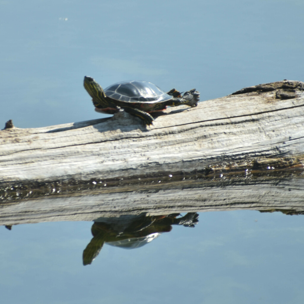 Painted Turtle by bjywamer