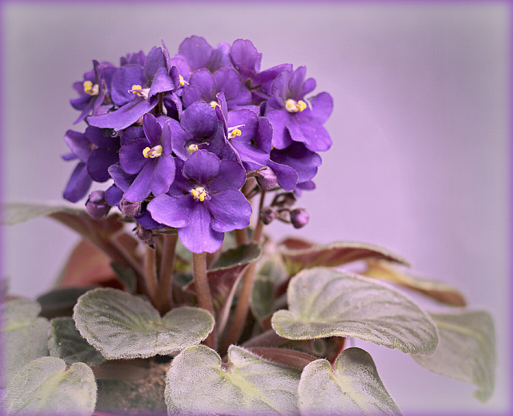 African Violet.  by wendyfrost