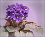 28th Aug 2022 - African Violet. 