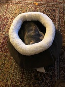4th Aug 2022 - Cat Bed