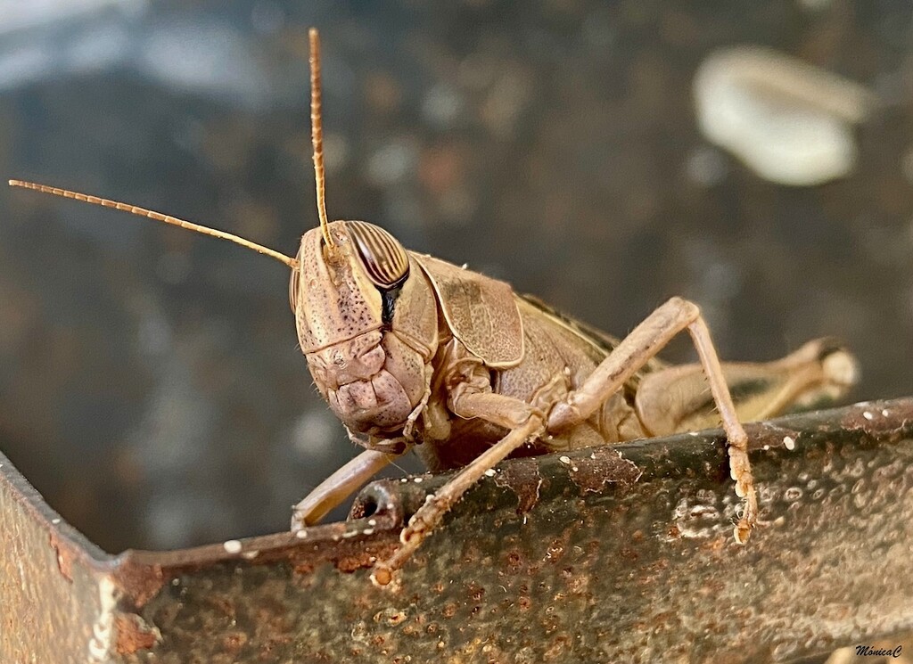 Grasshopper by monicac
