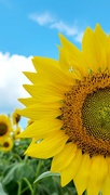 28th Aug 2022 -  Sunflower Joy