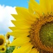  Sunflower Joy