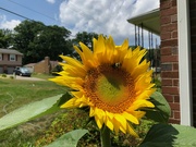 8th Aug 2022 - Sunflower