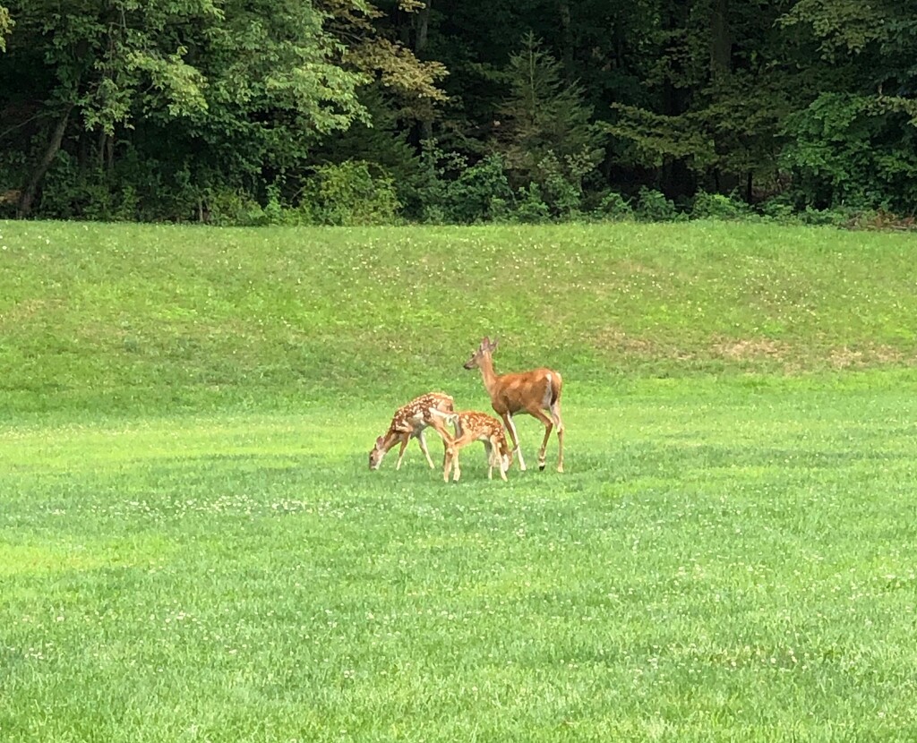 Mama Deer and Two Fawns by pej76