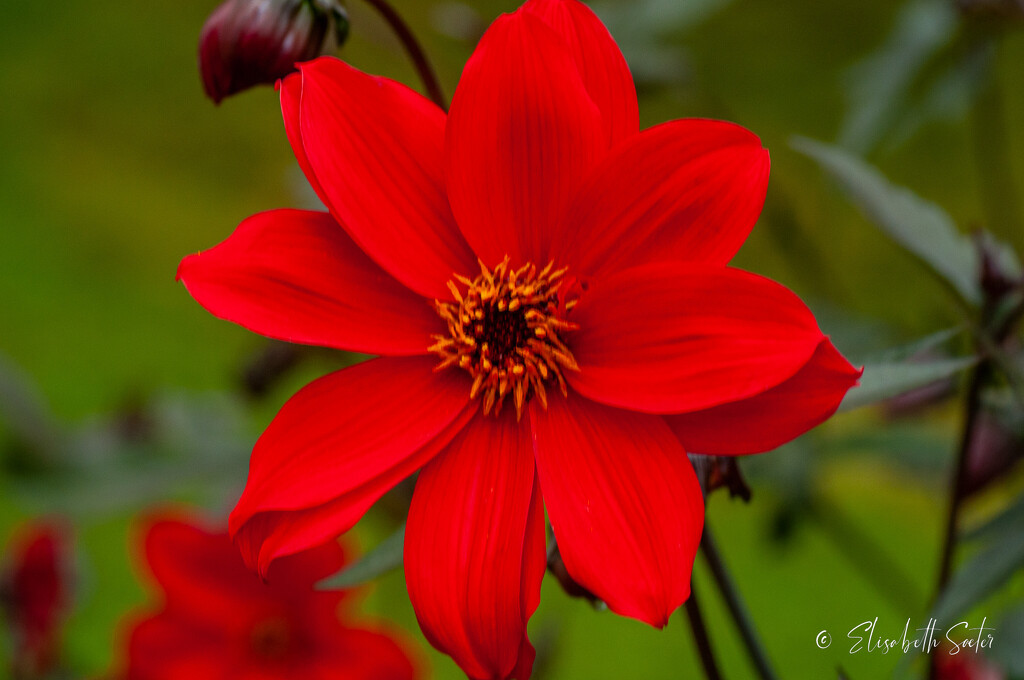 Red flower by elisasaeter