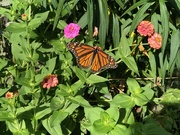 20th Aug 2022 - Monarch Butterfly