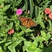 Monarch Butterfly by pej76