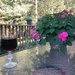 A Nice Evening on the Deck by pej76