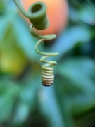 28th Aug 2022 - Passion flower tendril 