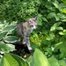 Jungle Cat by pej76