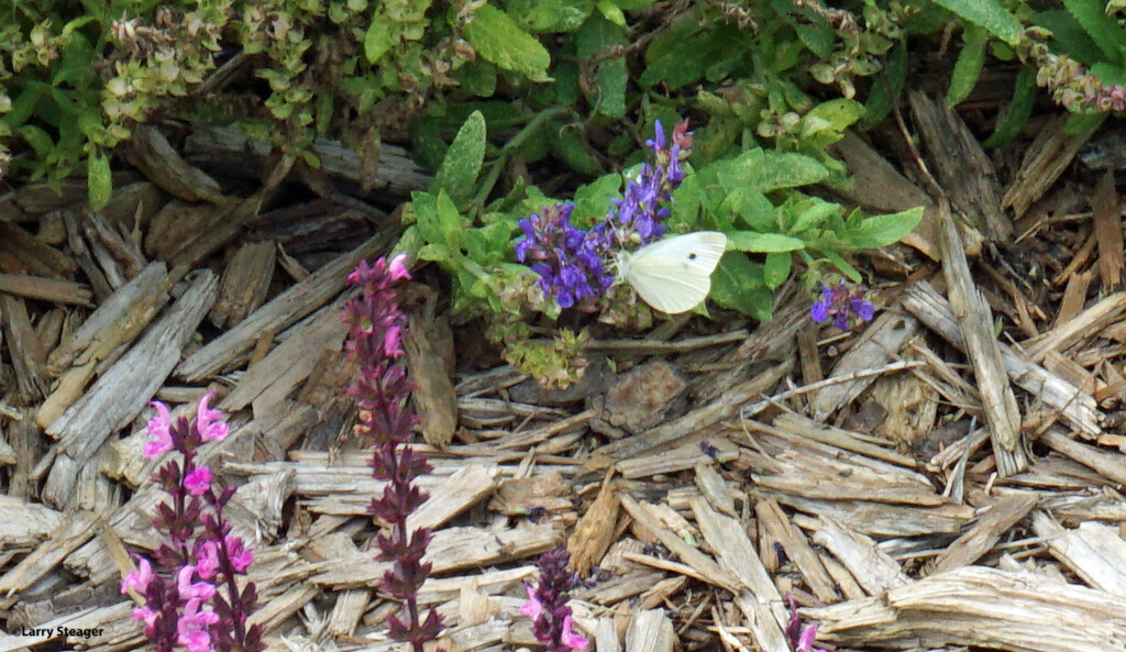 Cabbage white butterfly by larrysphotos