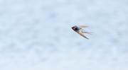 1st Jul 2022 - Zip here zip there - fast little Welcome Swallow