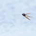 Zip here zip there - fast little Welcome Swallow by creative_shots