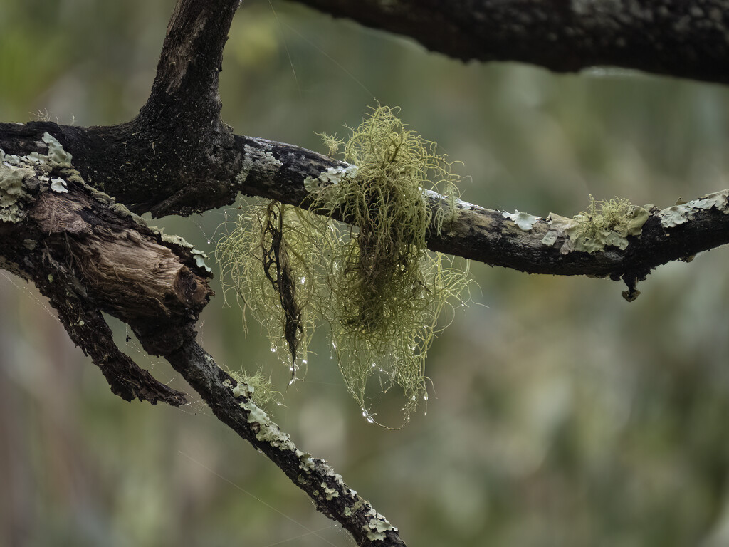 lichen after the rain by koalagardens