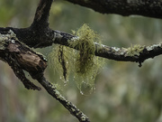 26th Aug 2022 - lichen after the rain