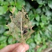 Holly leaf skeleton by roachling