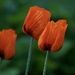 3orange poppies by amyk