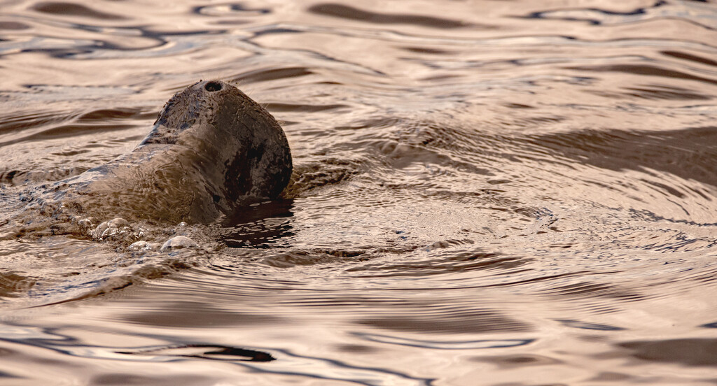 Manatee Coming Up for a Breath of Air! by rickster549