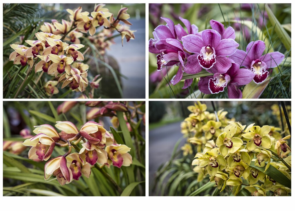 A riot of orchids by dkbarnett