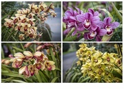 29th Aug 2022 - A riot of orchids
