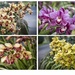 A riot of orchids by dkbarnett