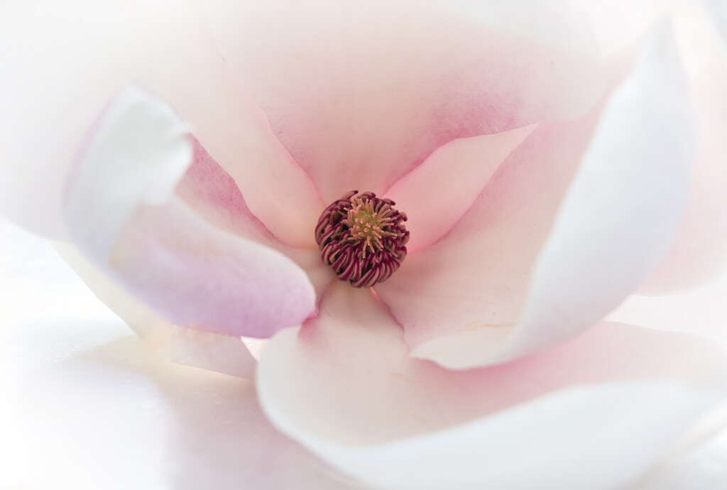 Pale pink petals by dkbarnett