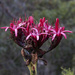 Gymea Lily by bugsy365