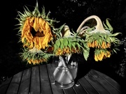 29th Aug 2022 - Wabi sabi Sunflowers