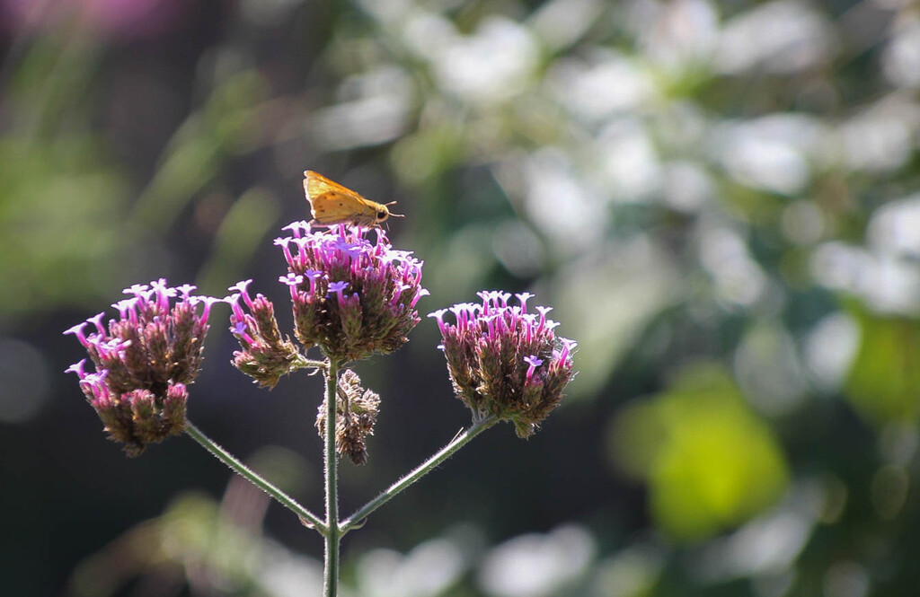 Little butterfly on a flower by mittens