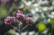 29th Aug 2022 - Little butterfly on a flower