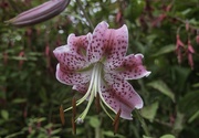 28th Aug 2022 - Lily
