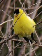 29th Aug 2022 - American goldfinch 