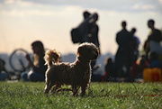 29th Aug 2022 - Shadowy dog on a sunny evening