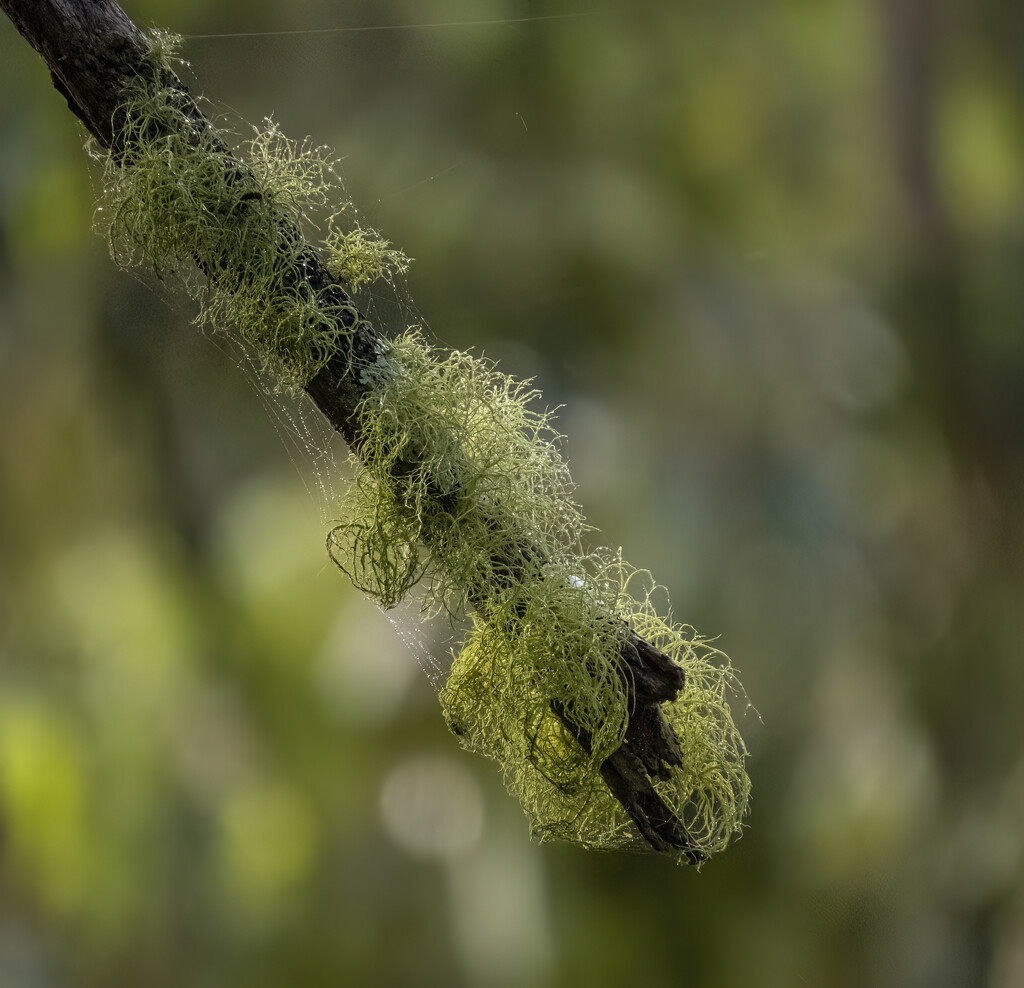 Lichen fascinates me by koalagardens