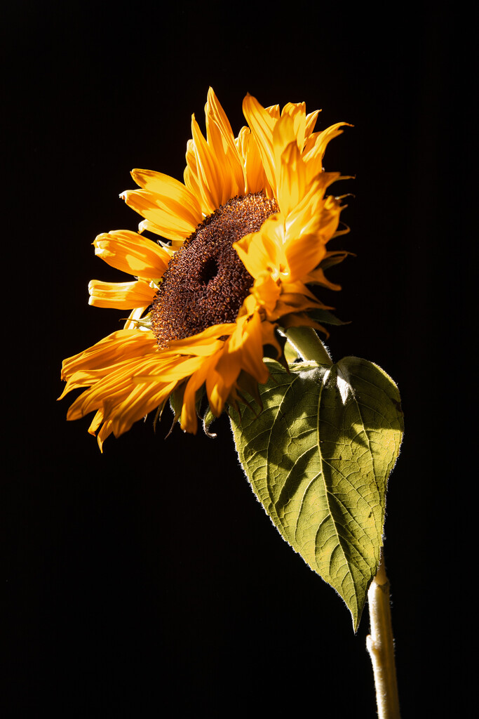 Sunflower  by daryavr