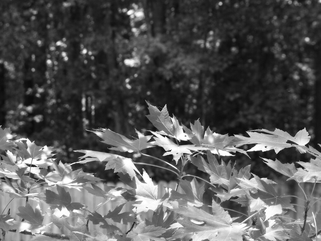 Summer leaves... by marlboromaam