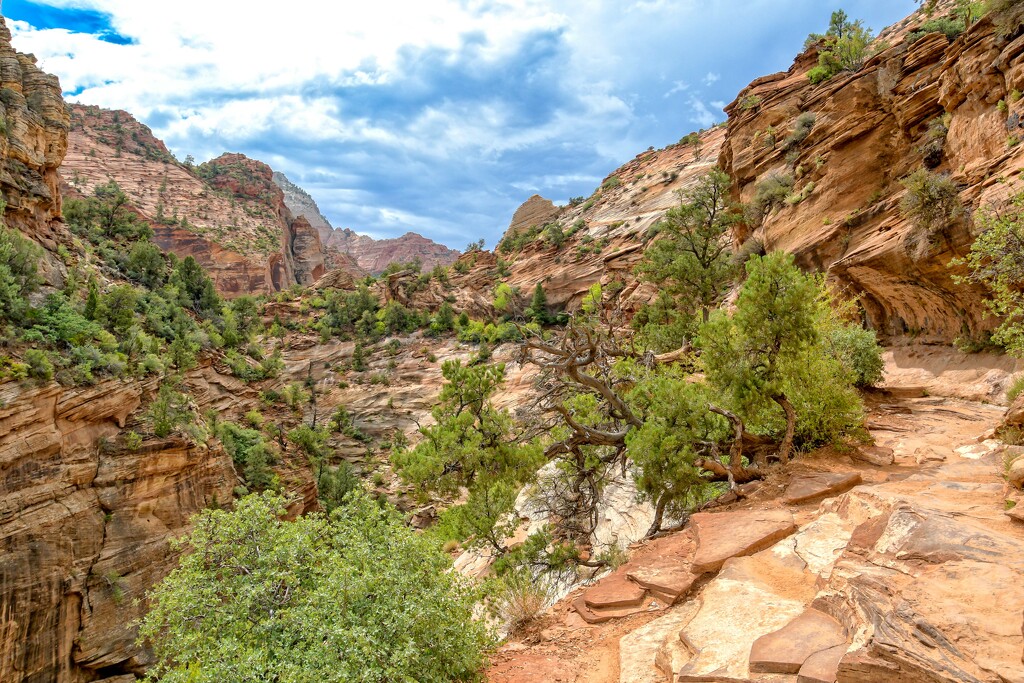Zion National Park by danette