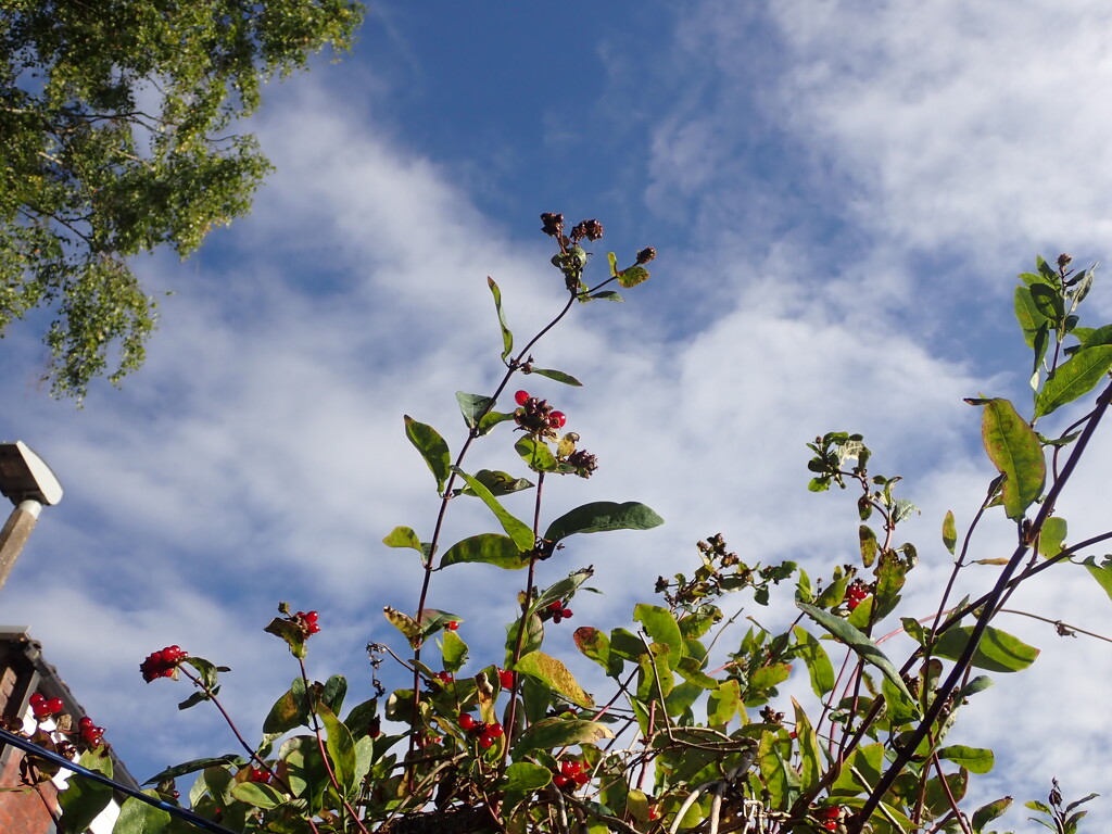 Honeysuckle berries by speedwell