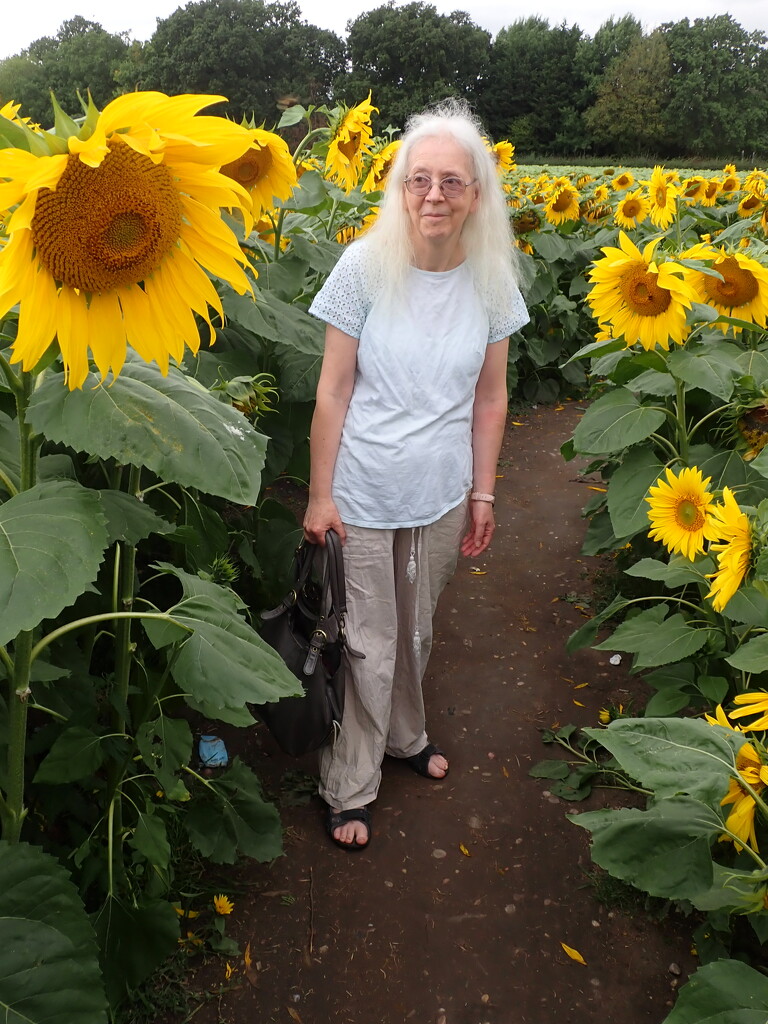 In amongst the sunflowers by speedwell