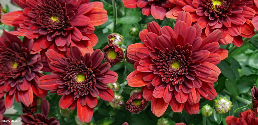 Red Mums by larrysphotos