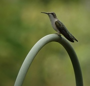 29th Aug 2022 - Young Ruby-throated Hummingbird