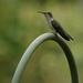Young Ruby-throated Hummingbird by radiogirl