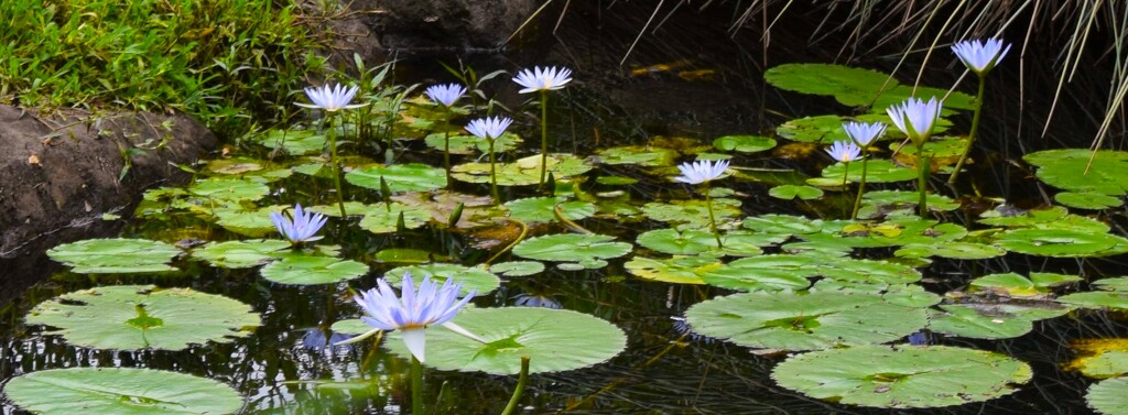  Blue Water Lilies ~   by happysnaps