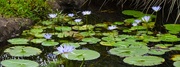 30th Aug 2022 -  Blue Water Lilies ~  